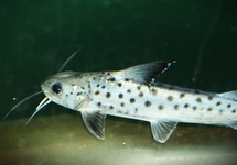SILURE LINCE