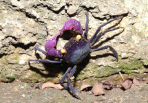 VAMPIRE CRAB DENNERLE