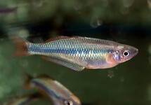 CHILATHERINA ALLENI M/L