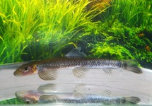 GARRA CONGOENSIS M