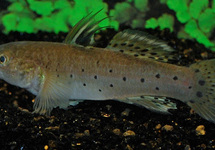 RIDDERGRONDEL