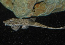 PSEUDOHEMIODON MARBRÉ