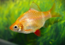 BARBUS DE SUMATRA ALBINO