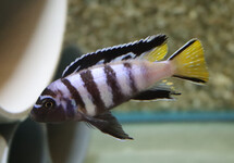 MALAWI CICHLID ELONGATUS