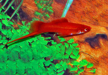 SWORDTAIL RED