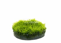 Riccardia chamedryfolia - In Vitro Cup