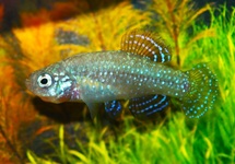 KILLIVIS PEARL SPOTTED