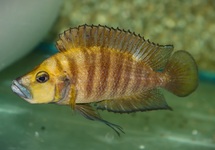 TANGANYIKA CICHLIDE GOUDKOP