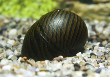 ZEBRA SNAIL