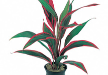 Cordyline 'Red Edge' - PT