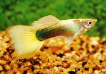 GUPPY TUXEDO GELB MANN