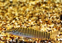 LOCHE TIGRE VERTE