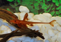 L010A RED LIZARD CATFISH