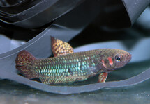 BETTA HENDRA