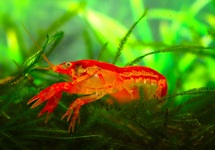 ÉCREVISSE ORANGE NAINE