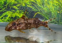 DAVIDS RÜCKENSCHWIMMENDER KONGOWELS