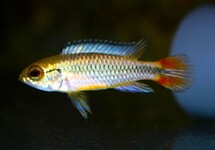 AGASSIZ'S DWARF CICHLID ALEMARE RED TAIL