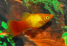 PLATY NÉON MARIGOLD