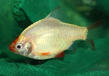 SUMATRABARBE PLATIN M
