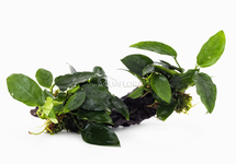 Anubias auf Holz M (20-30cm) - DW