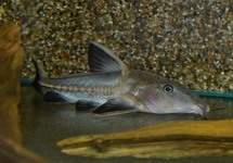 SCHWARZER DORNWELS