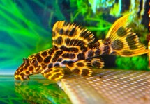 L114 LEOPARD CACTUS PLECO
