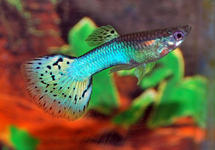 GUPPY BLEU GRASS (MÂLE)