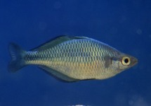 TURQUOISE RAINBOWFISH