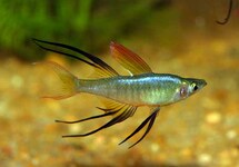 THREADFIN RAINBOWFISH