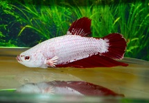COMBATTANT PLAKAT PLATINUM ROUGE(MÂLE)