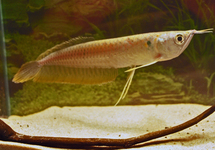 ZILVEREN AROWANA