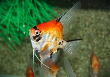 MAANVIS KOI GOUDKOP