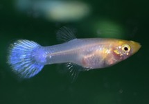 GUPPY BLANCHE NEIGE (FEMELLE)