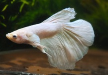 KAMPFFISCH HALF MOON DUMBO EAR WEISS MAN