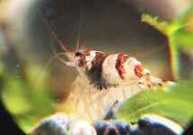BUMBLEBEE SHRIMP