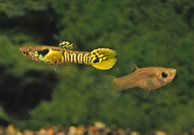 ENDLER'S GUPPY TIGER MALE