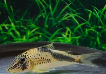CORYDORAS FOWLERI