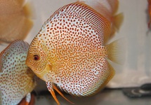 DISCUS ERUPTION