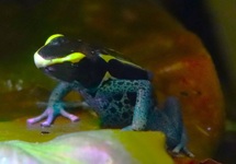 SCHILDERSGIFKIKKER GRIJSPOOT