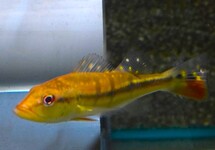 TEMENSIS PEACOCK BASS