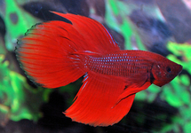 BETTA MALE