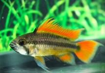 COCKATOO DWARF CICHLID ORANGE