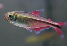 MOENKHAUSIA AURORA
