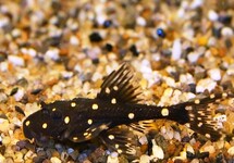 POLKA DOT LYRETAIL PLECO  