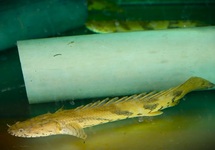 KWASTVINSNOEK ENDLICHERI GUINEA