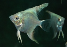 SCALAIRE PLATINUM