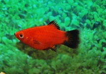 KORAALPLATY ROOD WAGTAIL