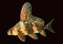 Overige Karperachtigen