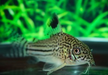 THREE-LINED CORY