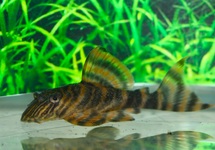 L374 PANAQOLUS PLECO